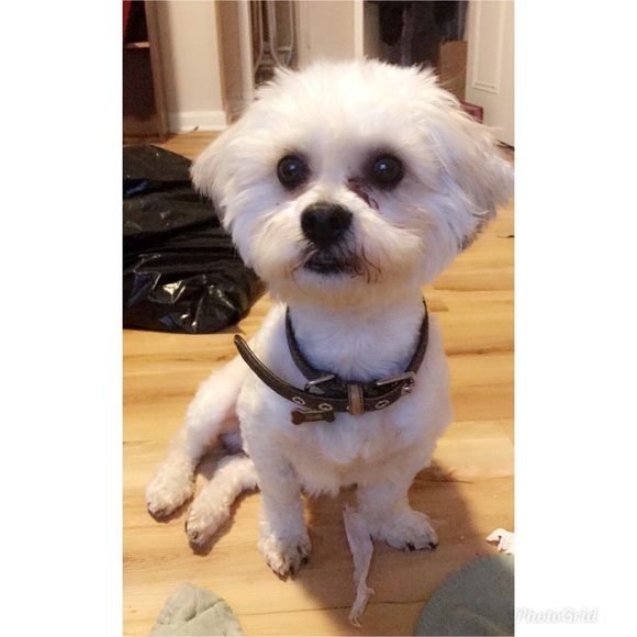 Meet your Posher, Jasmine - Picture 2 of 5